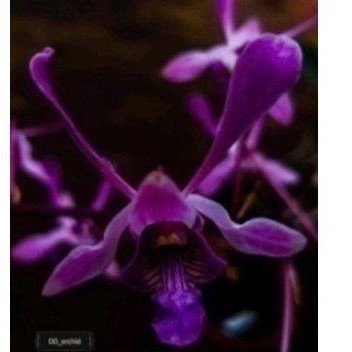 anggrek dendrobium REMAJA LINIALE DD BLUE