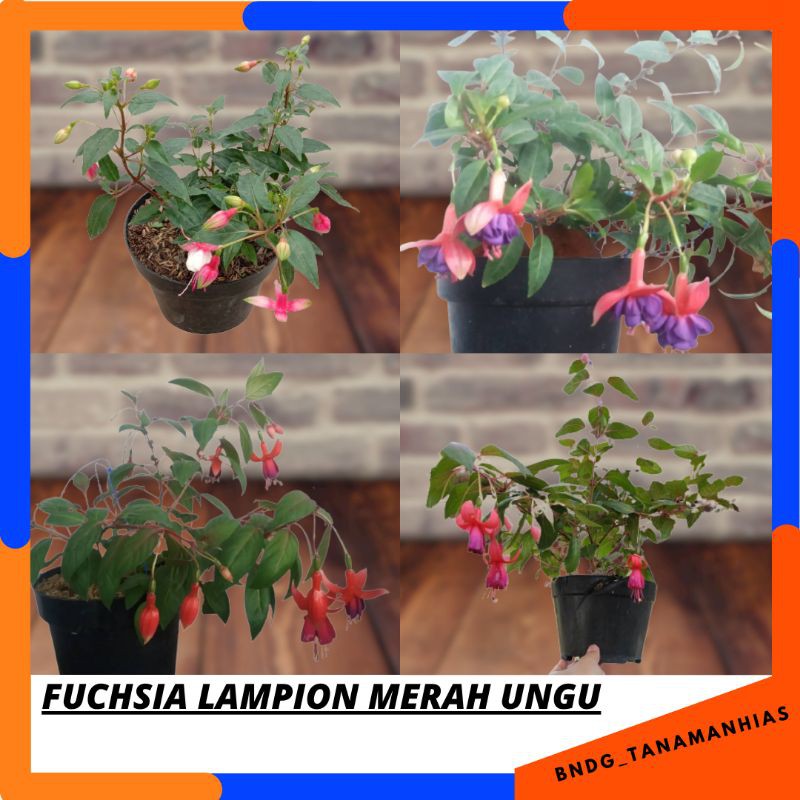 PROMO TANAMAN HIAS/GANTUNG BUNGA FUCHSIA LAMPION MERAH UNGU SUPER GRADE | TERMURAH!