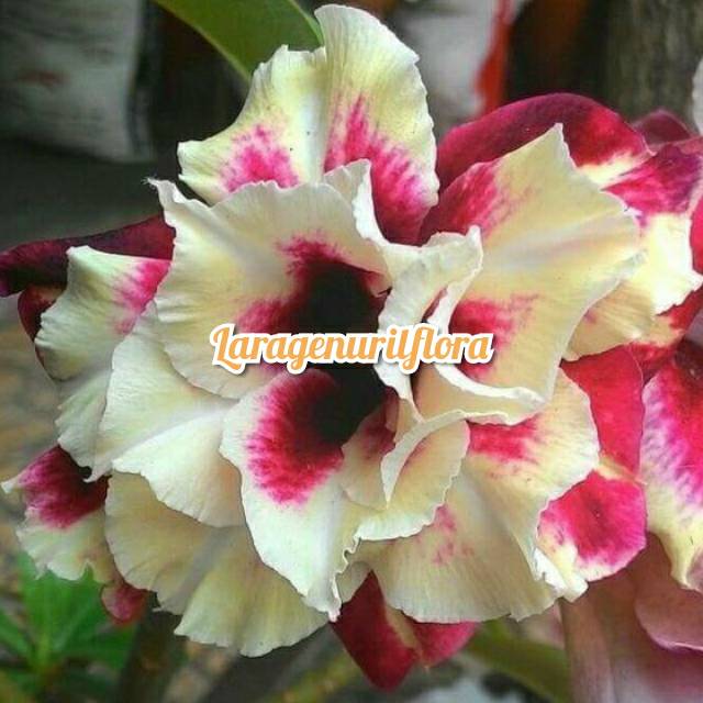 

Bibit Bunga Kamboja adenium Jepang,ROSAS DO DESERT
