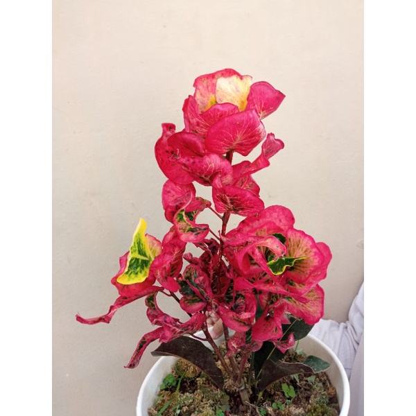 puring apel clara besar 3 cabang