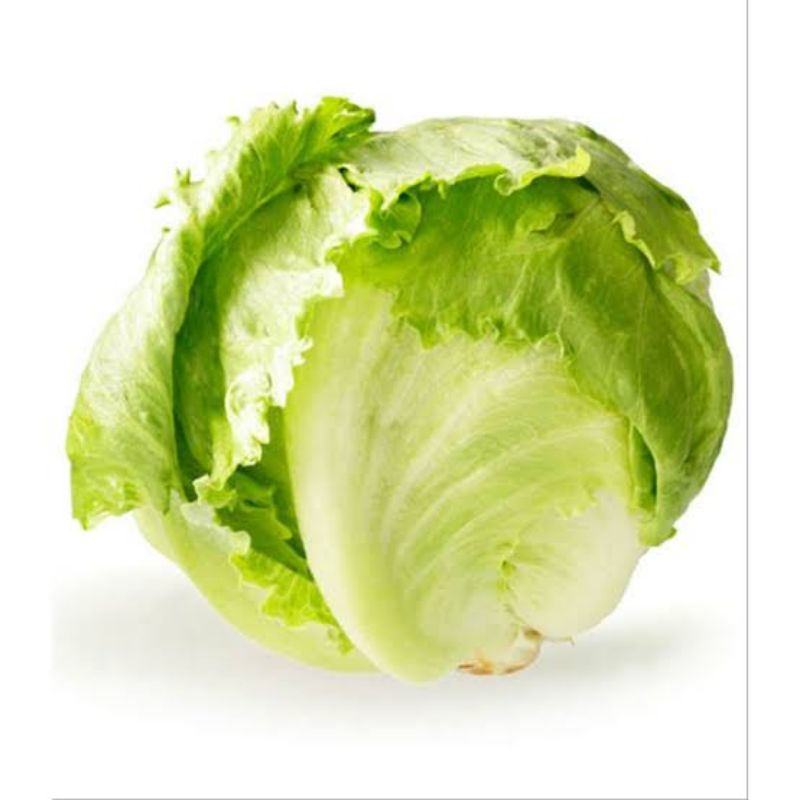 Benih Selada Iceberg Selada Bokor Head Lettuce