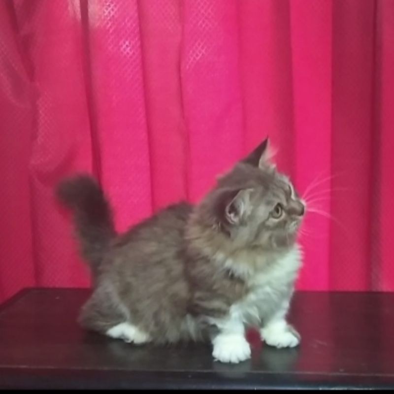 Kucing Munchkin Standar - Kicau Sejati