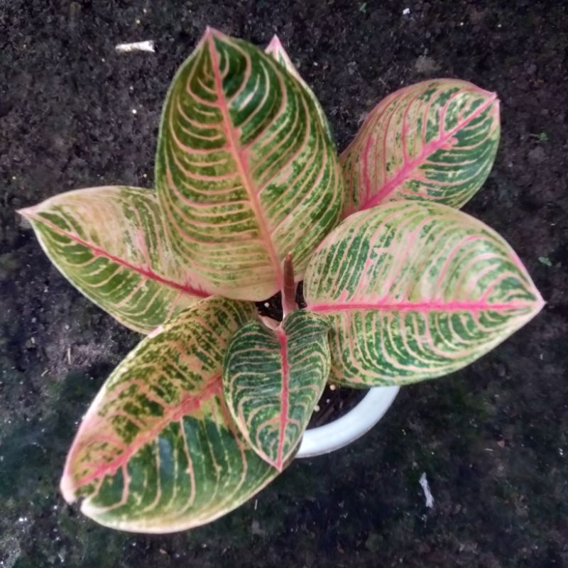 aglonema Kresna konon