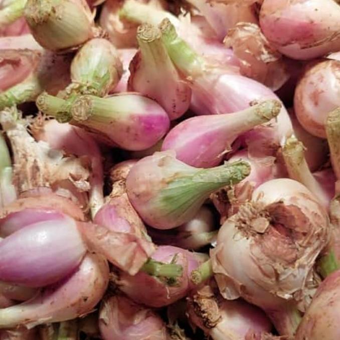 

!!!!!!] BAWANG SUMENEP MENTAH SEDANG 1KG HARGA GROSIR