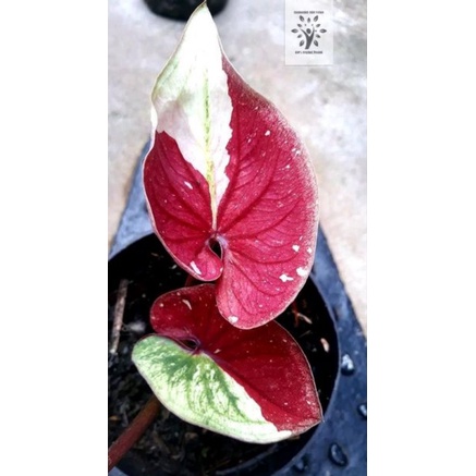 keladi baret thailan /bonggol keladi baret thailan