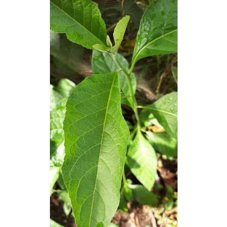 

Daun afrika segar/obat untuk berbagai macam penyakit/herbal/50 lembar