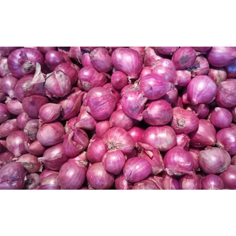 

RB Bawang Merah Brebes Super Segar Ukuran Besar