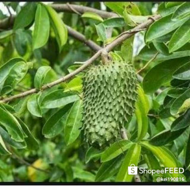 

DAUN SIRSAK SEGAR (Asli tanpa pestisida langsung petik dari pohon)