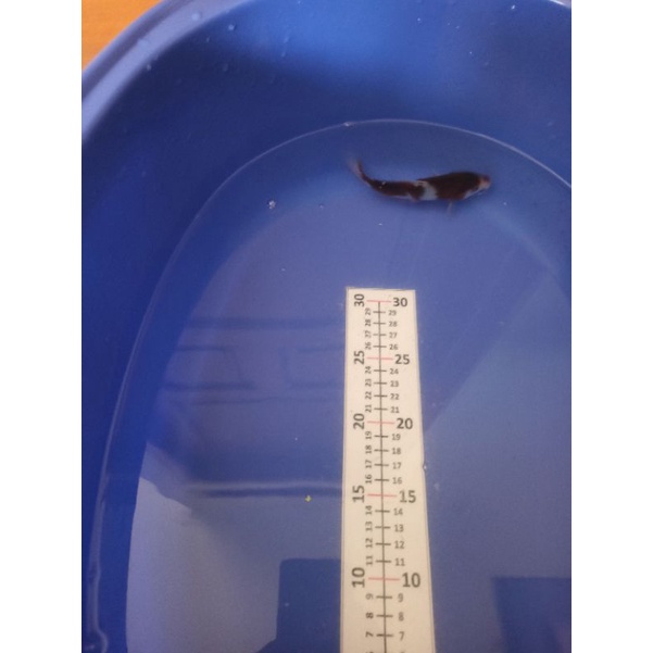 ikan koi budho goromo anak ikan Impor Jepang F1 bergaransi pengiriman