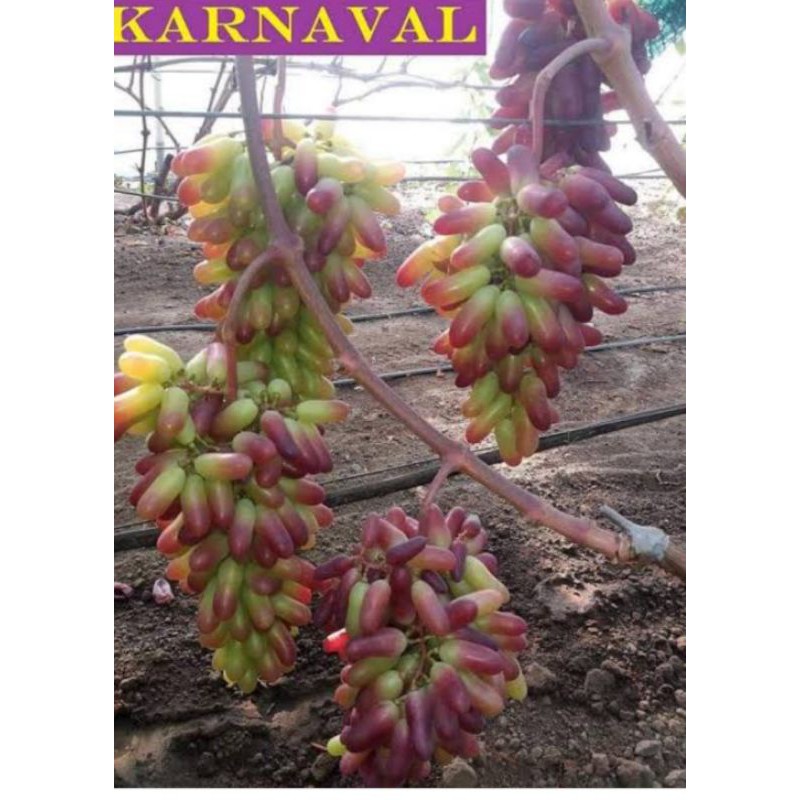 Bibit Anggur import Carnival