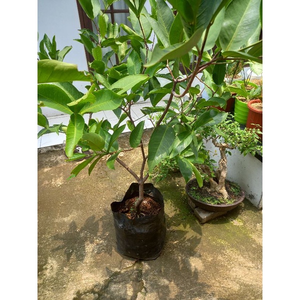 BIBIT JAMBU AIR MADU  DELI CANGKOKAN