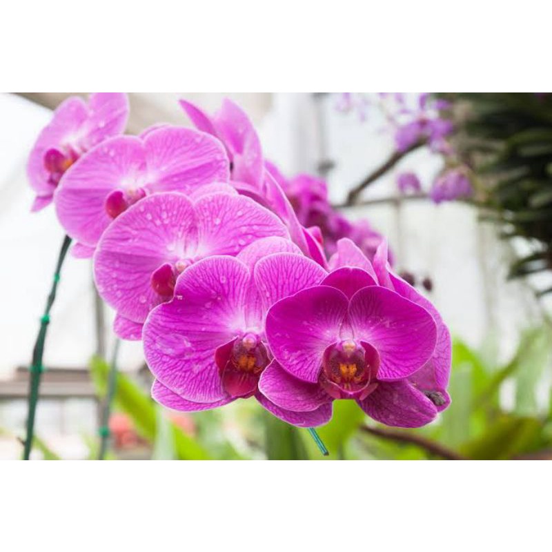 anggrek bulan dewasa spike premium spike, double spike, triple spike