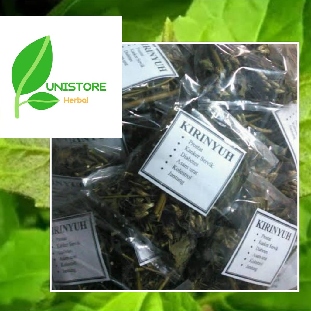 

Daun Kirinyuh Kering 1kg Herbal Kista-Vertigo-Diabetes-Kanker