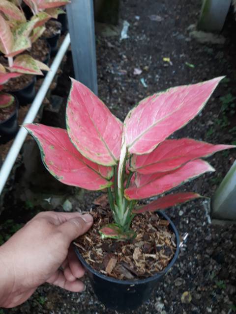 Aglonema pink anjamani Shopee Indonesia Aglonema pink anjamani Shopee Indonesia