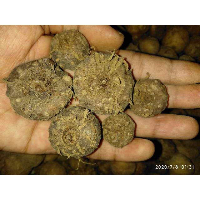 BIBIT UMBI PORANG TUNAS 1KG ISI  BANYAK | BIBIT PORANG HASIL KARANTINA BUKAN PORANG HITAM