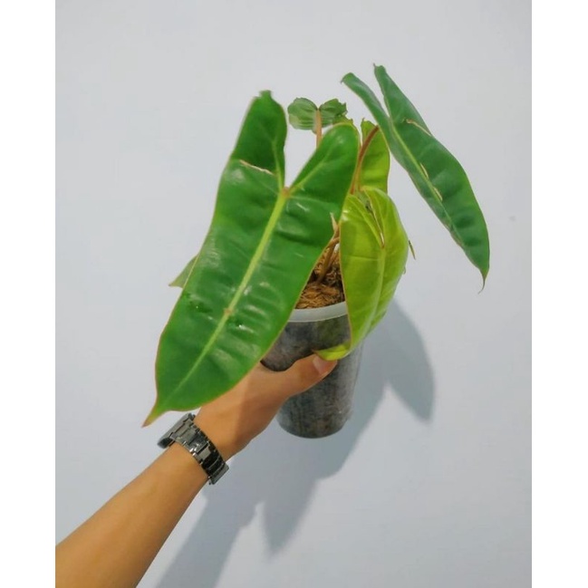 Batang bonggol philodendron kabel busi