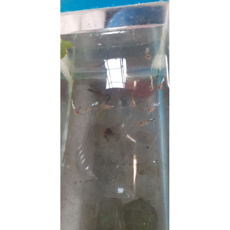 

ikan hias guppy hb white jantan