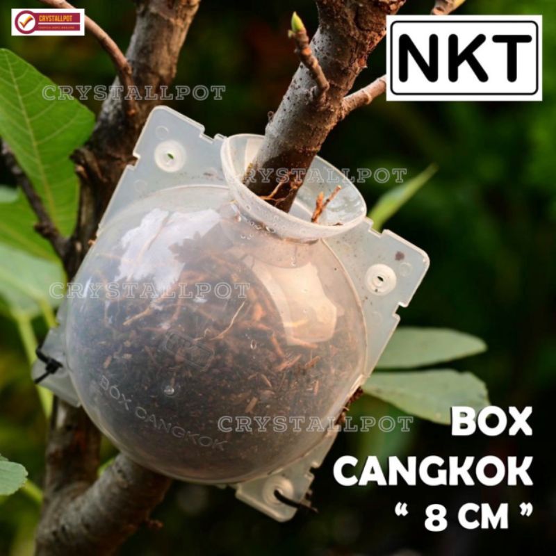 Tempat pot wadah nkt box media cangkok 8 cm bening - SATUAN KECIL