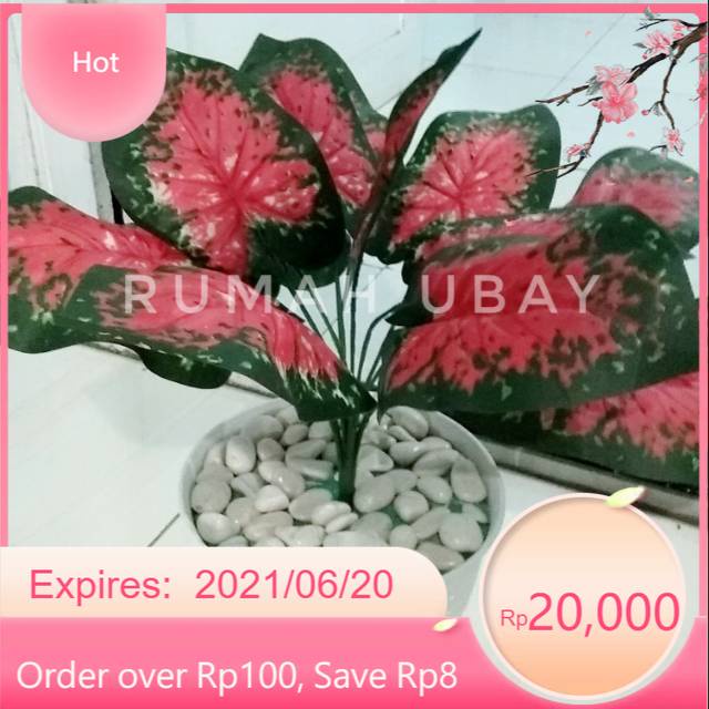 KELADI MERAH / KELADI HIJAU / TANAMAN ARTIFICIAL KELADI