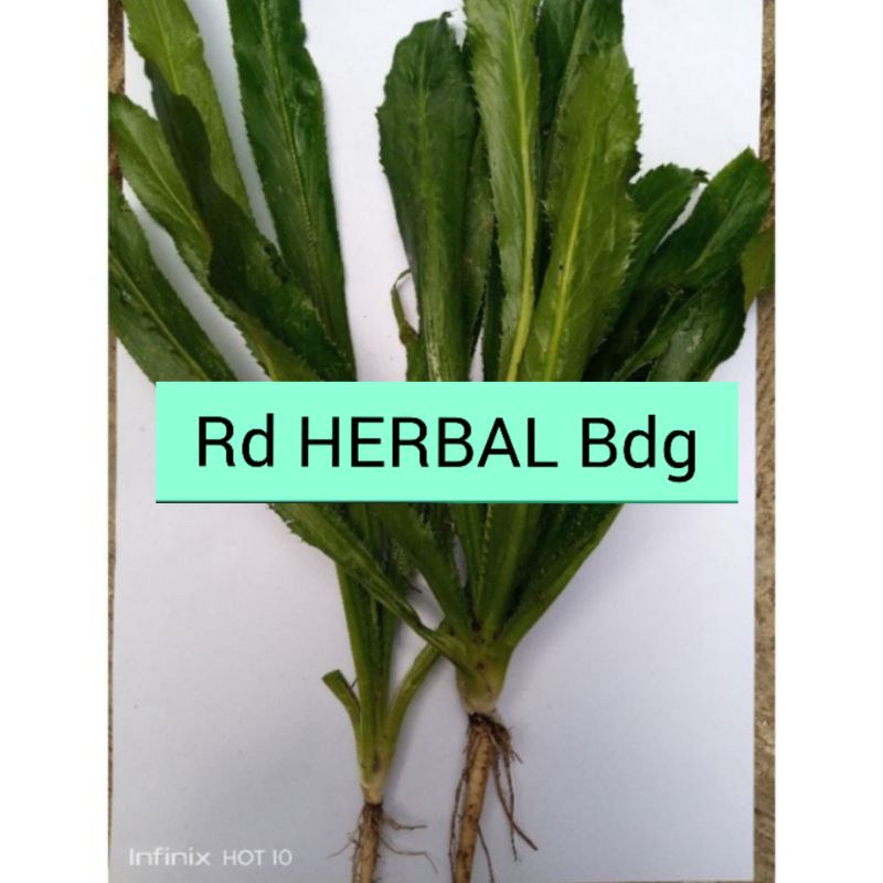 

Daun walang sangit atau daun walang geni 500gram segar