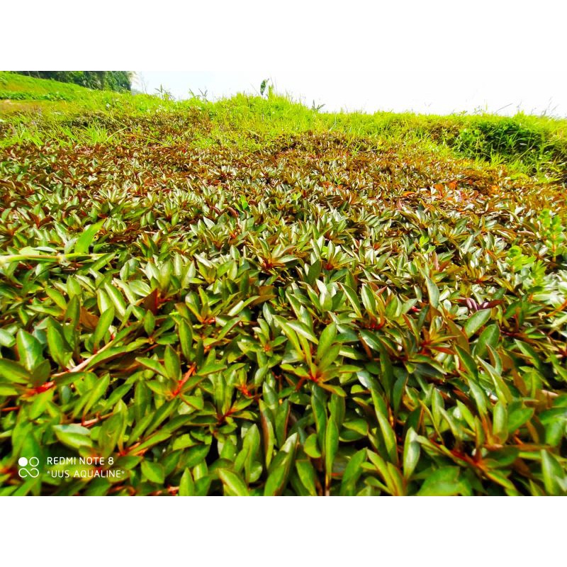 ludwigia repens isi 50 batang