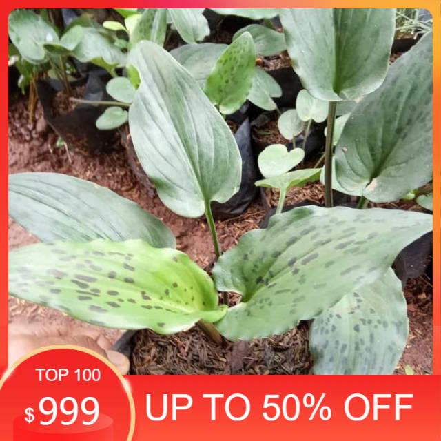 Jual obat herbal keladi tikus - pohon herbal - obat herbal - keladi tikus