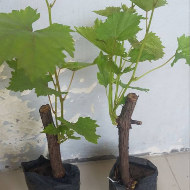 Bibit buah anggur merah unggul