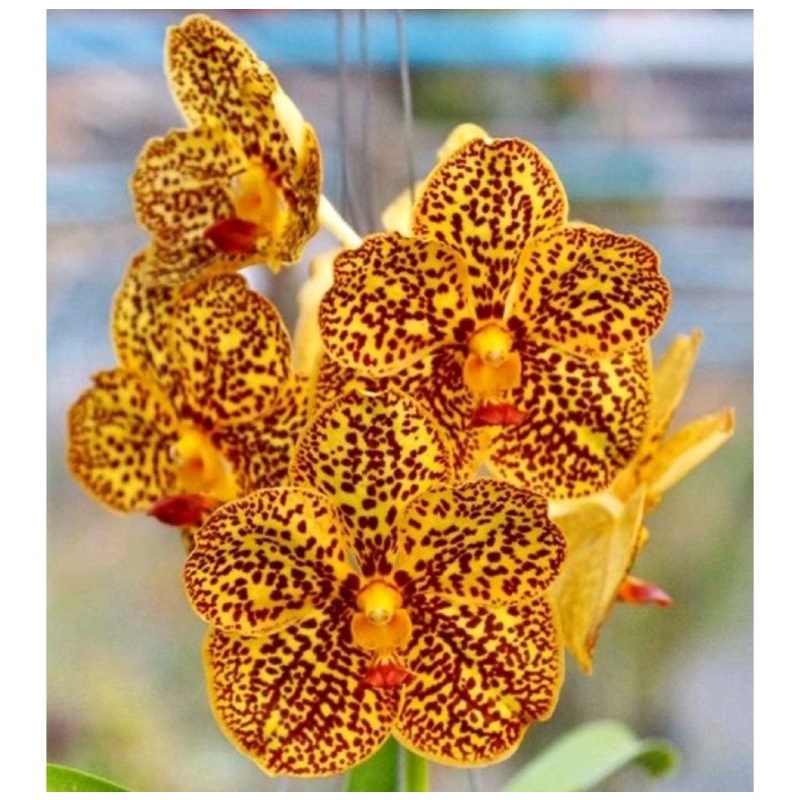 Jual Anggrek Dendrobium Gold Totol Sudah Knop Spike Sudah Kuncup Siap