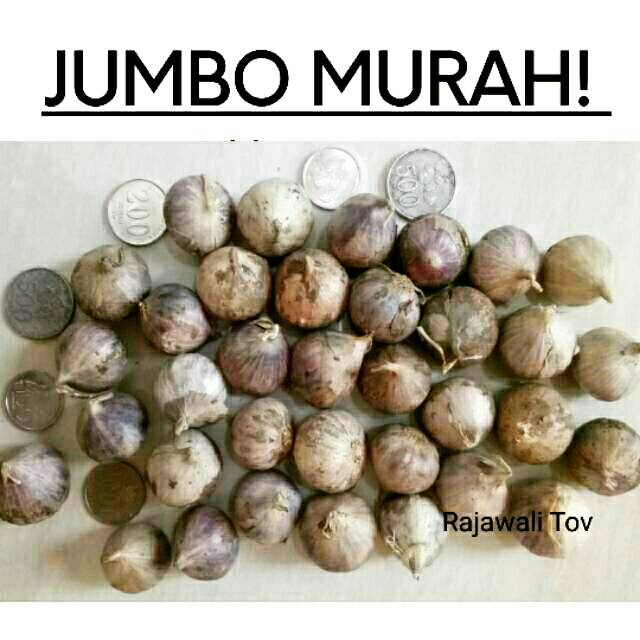 500 gram jumbo super bawang tunggal tov bawang putih lanang