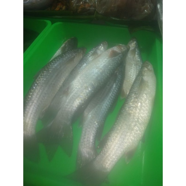 ikan belanak