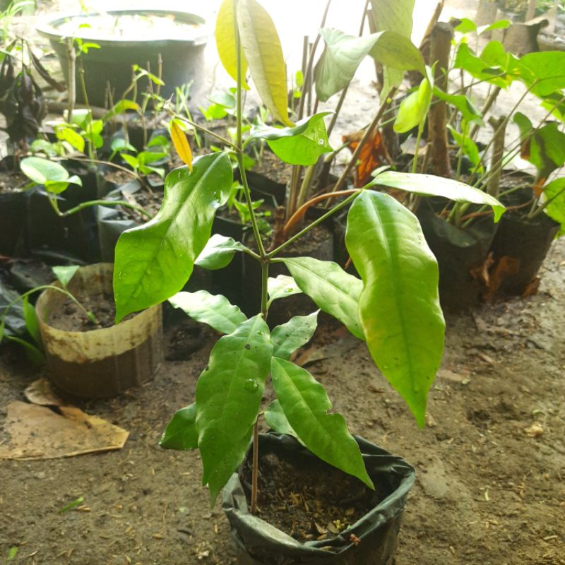 bibit melinjo, Bibit tanaman Melinjo, bibit mlinjo siap tanam.