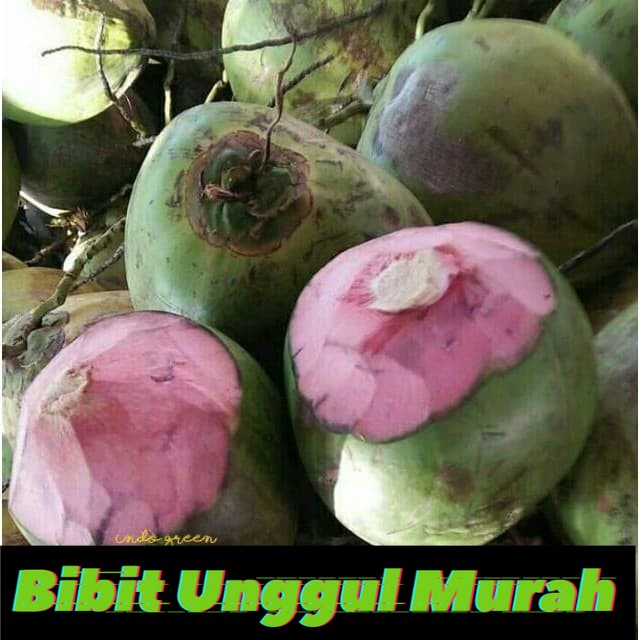 Bibit kelapa wulung / kelapa hijau wulung / kelapa ijo asli 1000%