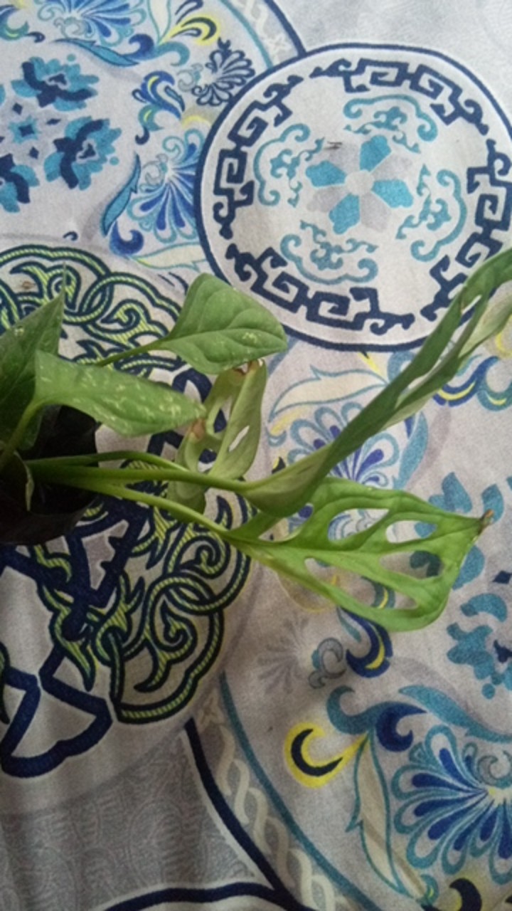 Janda Bolong Tanaman Hias Janda Bolong Bibit Monstera Obliqua Janda Bolong Murah