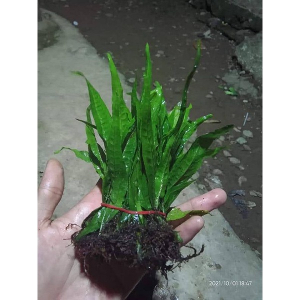 tanaman aquascape java fern kadaka air