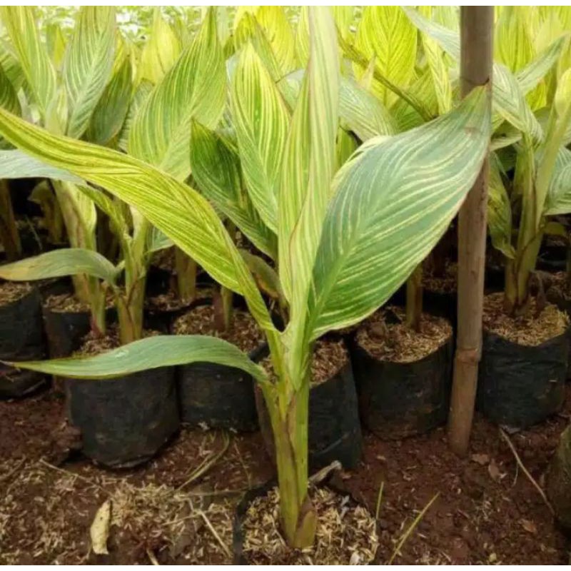 Tanaman  Hias  Kana Varigata/Pohon Pisang Pisangan Kana Varigata