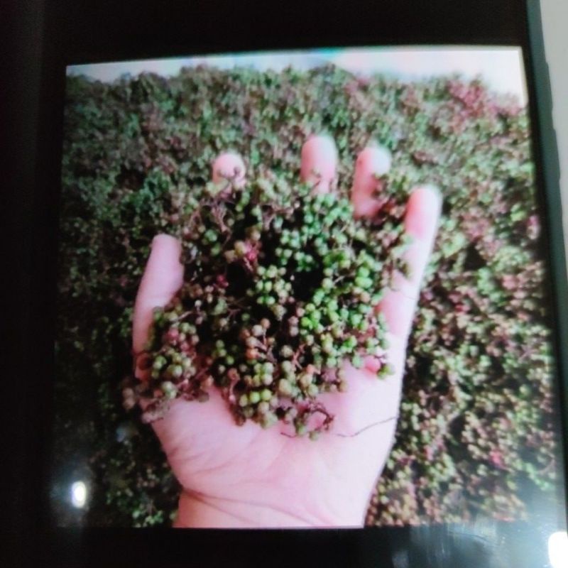 

Andaliman Khas Batak 1kg
