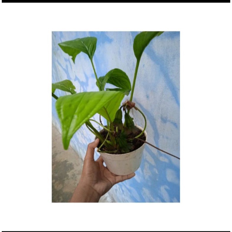 Bunga Kelelawar Hitam/Tacca, Tanaman Hias