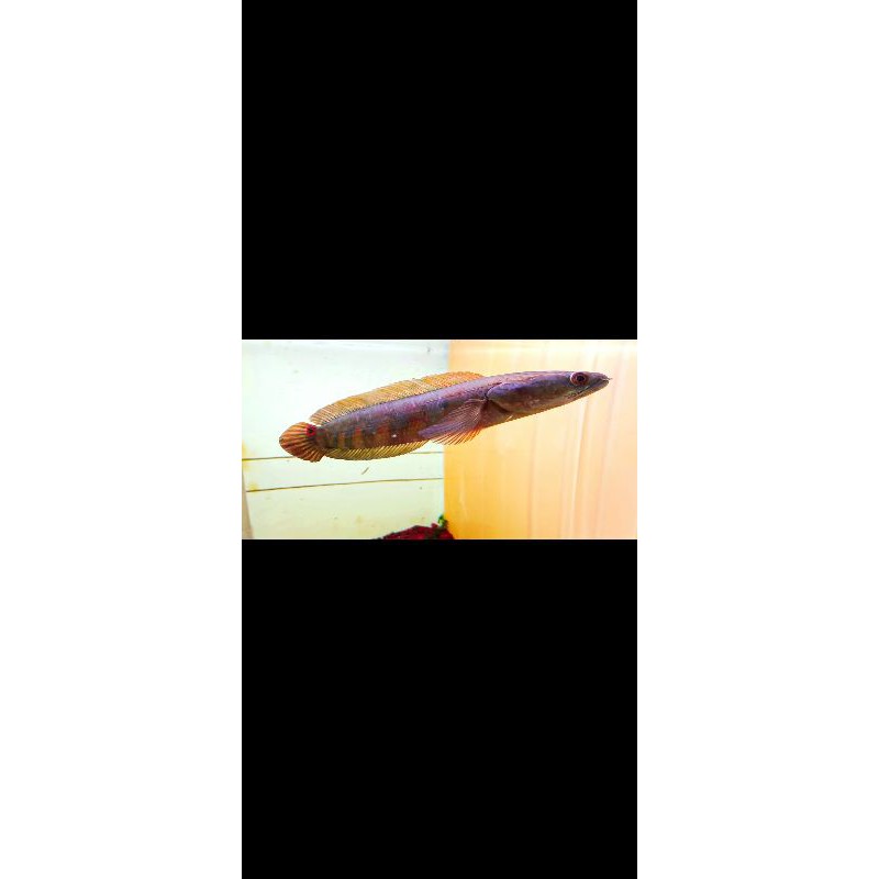 Red Barito size 20cm Super Grade A