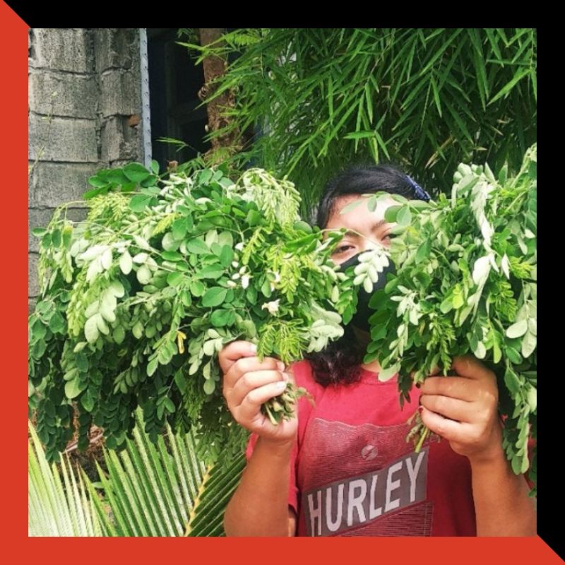 

daun kelor segar (per ikat ) daun moringa segar