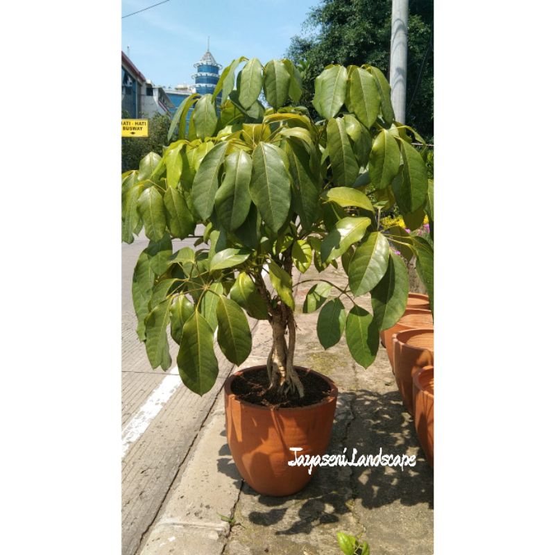 TANAMAN HIAS WALISONGO HIJAU BESAR/TANAMAN INDOOR