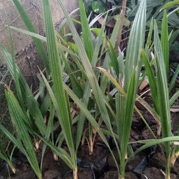 Bibit Kurma H1 Betina New