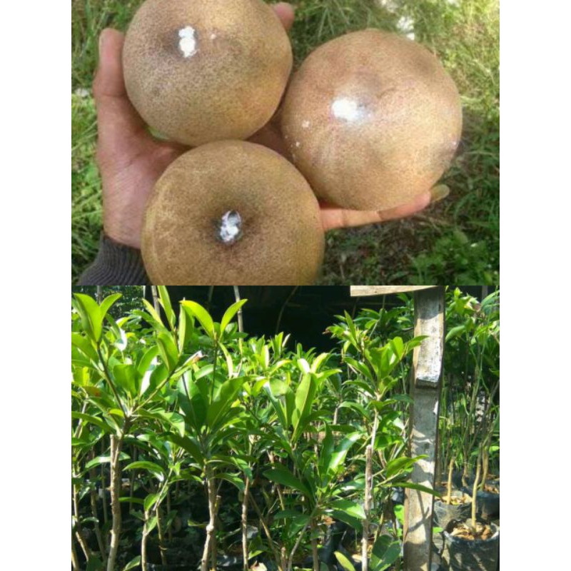 bibit sawo jumbo okulasi