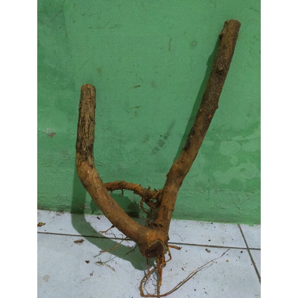 bahan bonsai dongkelan sisir