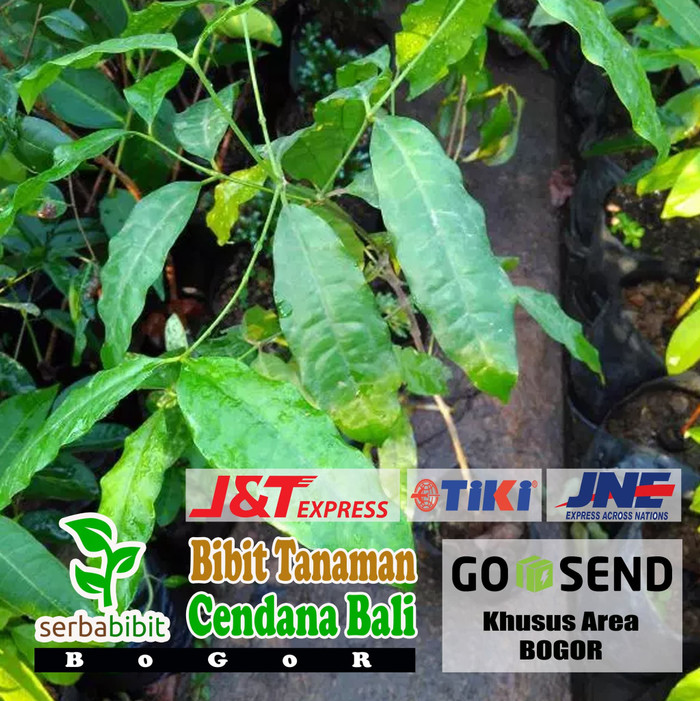 Bibit Pohon Cendana Bali