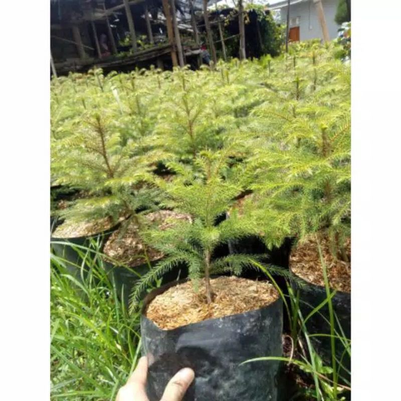 Cemara Pentris (Araucaria heterophylla)- Bibit tanaman cemara norflok (pentris ) - BAKUL KEMBANG