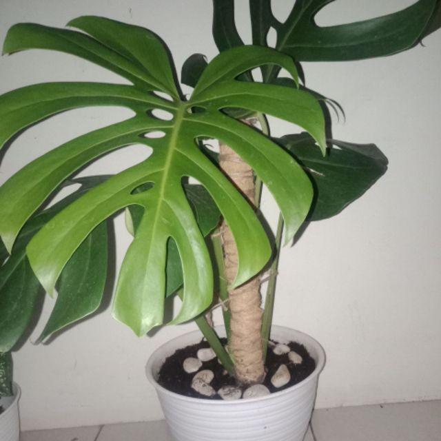 Turus/penyangga 90 Cm