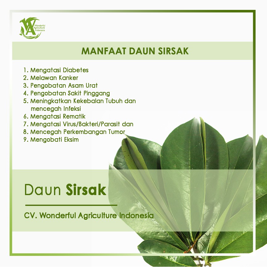 Teh Celup Daun Sirsak Penyembuh Diabetes Dan Asam Urat Terampuh 100 Anik Indonesia