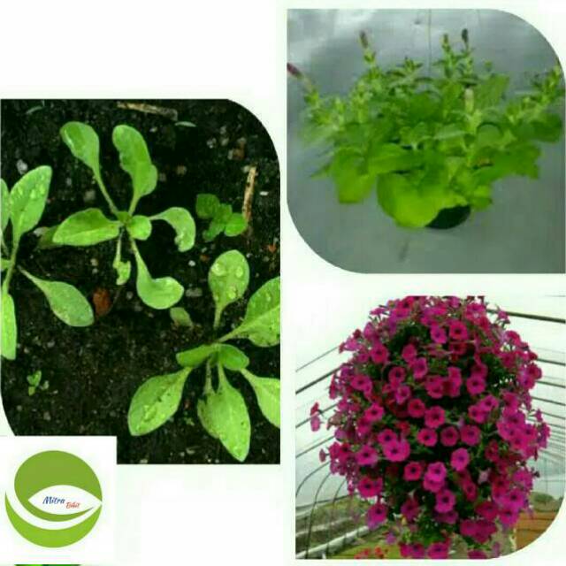 Tanaman Hias /Bibit Bunga Petunia/Tanaman Hias Gantung