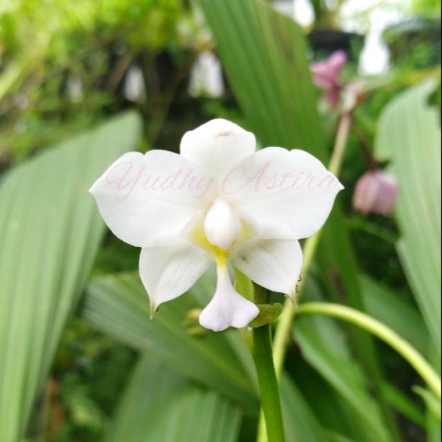 Anggrek Tanah Spathoglottis Plicata Warna Putih