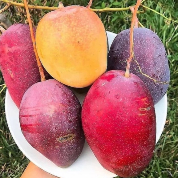 Bibit Mangga Irwin Jumbo Erwin Asli pohon buah tanaman Manis Merah Organik Stek Okulasi Cepat Berbua